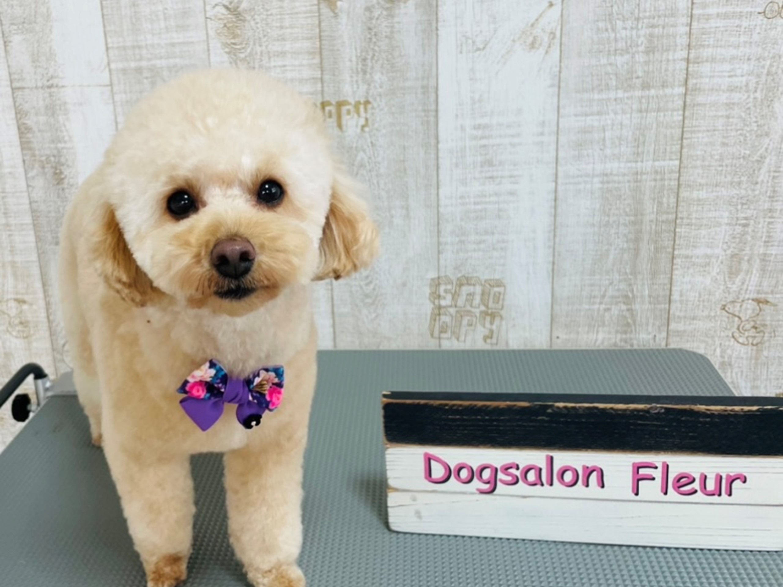 Dog salon Fleur