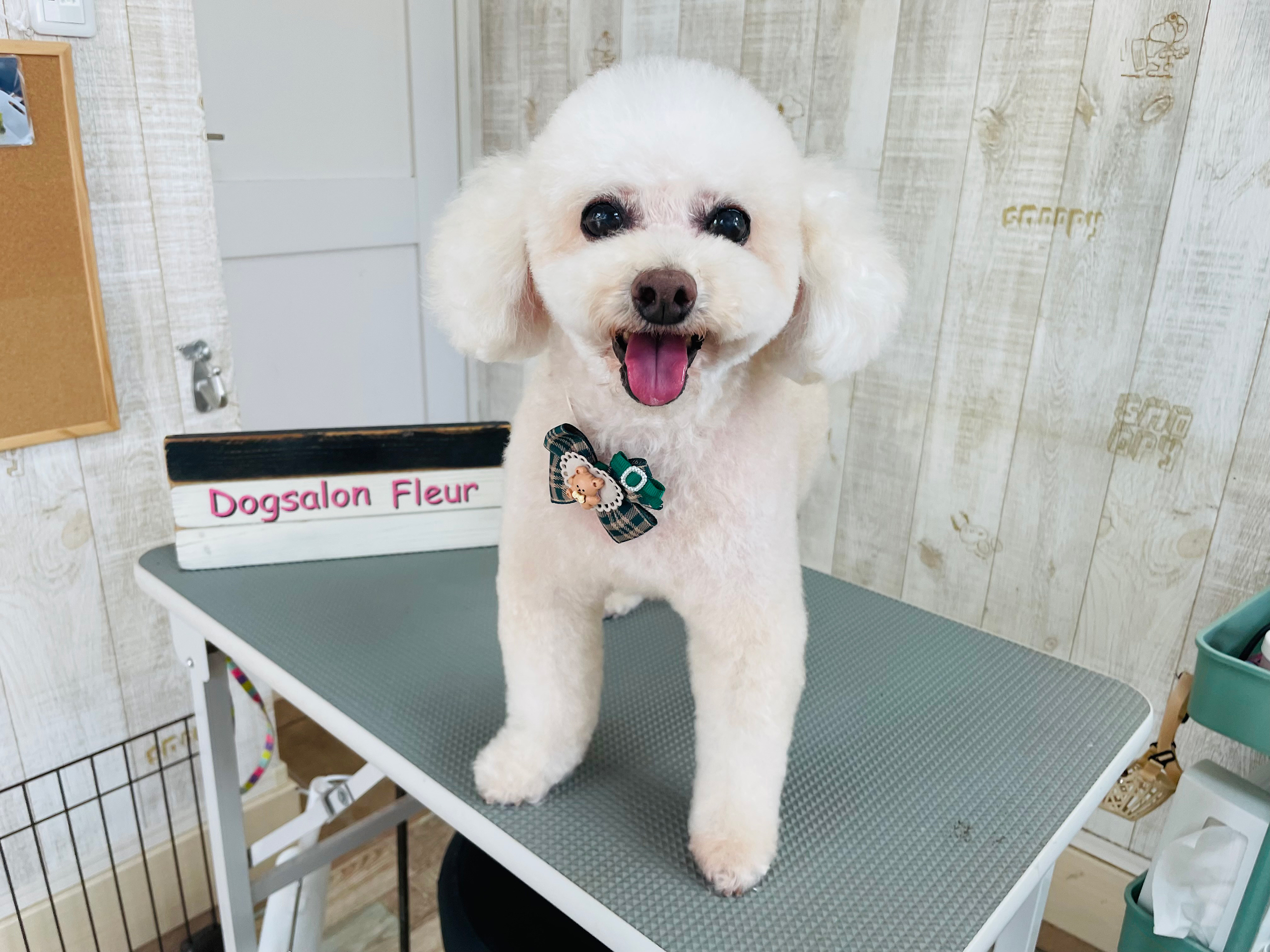 Dog salon Fleur